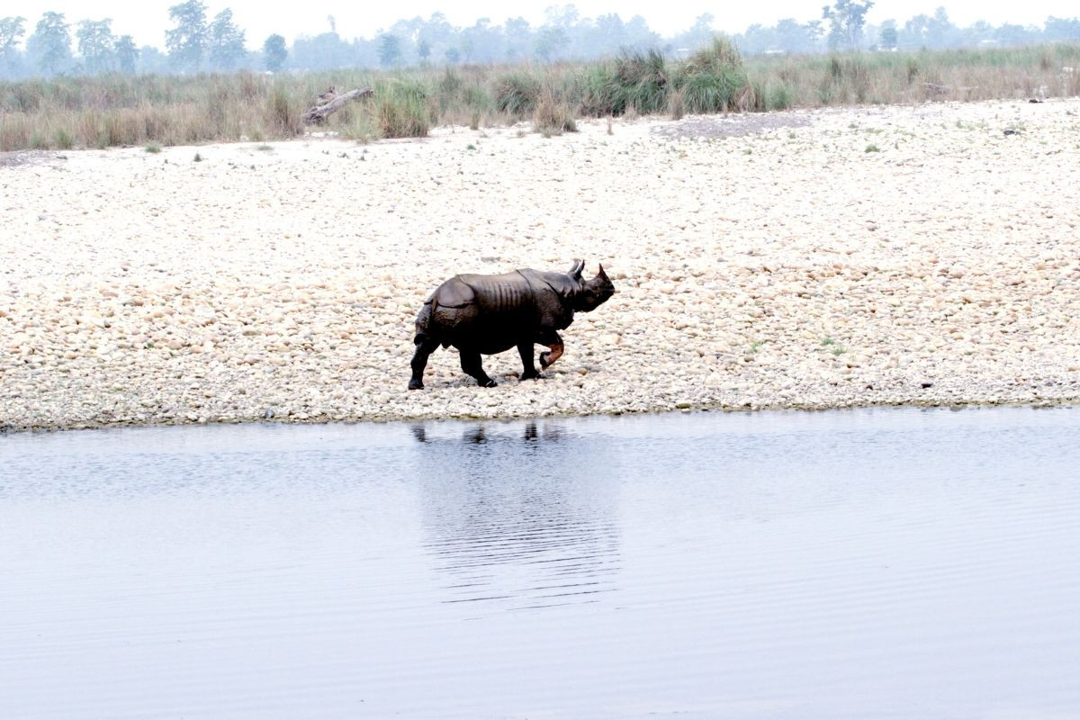one horned rhino chitwan national park